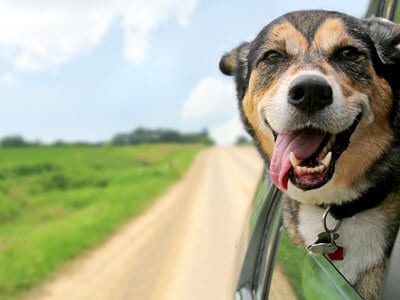 dog-tax-400